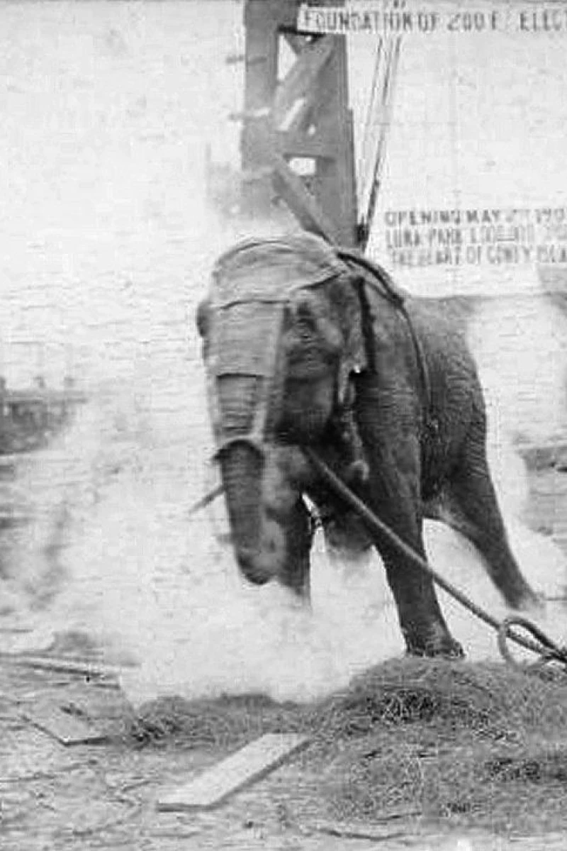 Electrocuting an Elephant (1903)